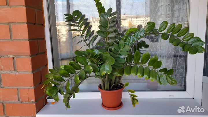 Замиокулькас (долларовое дерево)