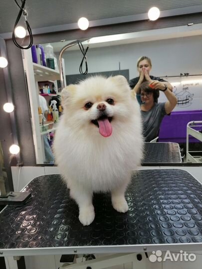 Грумер. Стрижка собак