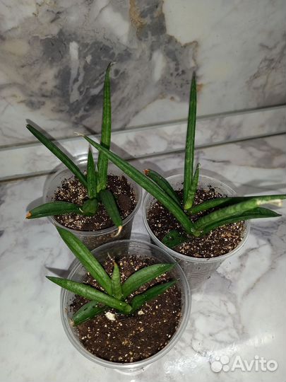 Сансевиерия цилиндрическая или цилиндрика