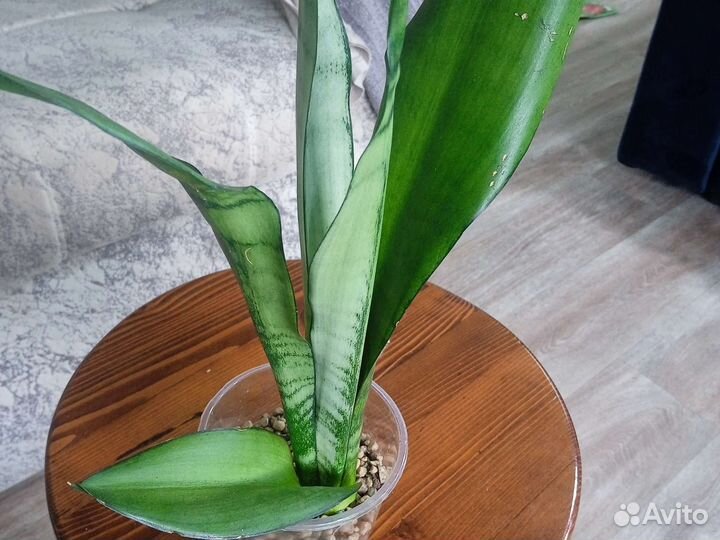 Сансевиерия