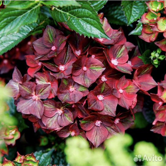 Гортензия крупнолистная Burning Hot