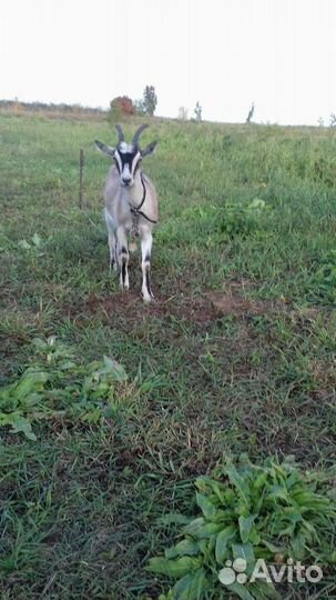 Коза дойная,теленок,7мес