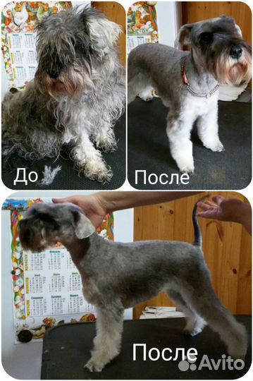 Стрижка собак