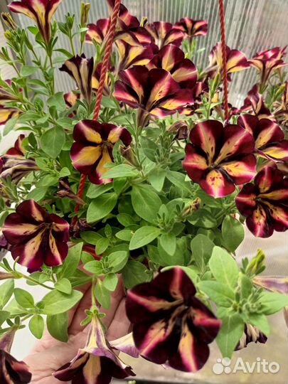 Цветущие кашпо с петунией