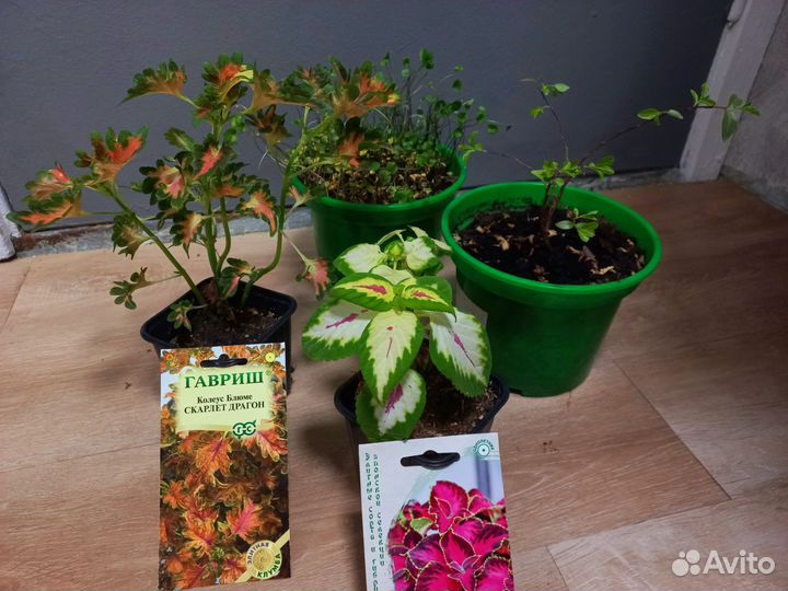 Лагерстремия/Дихондра/Колеус