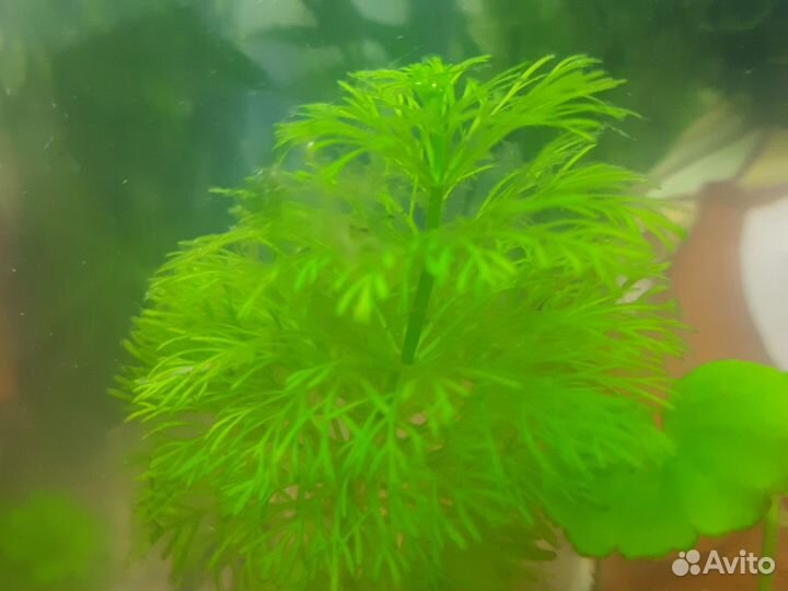 Аквариумные растения, прополка