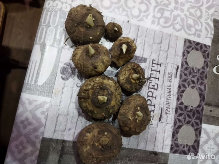 Луковицы каллы, ромашка садовая