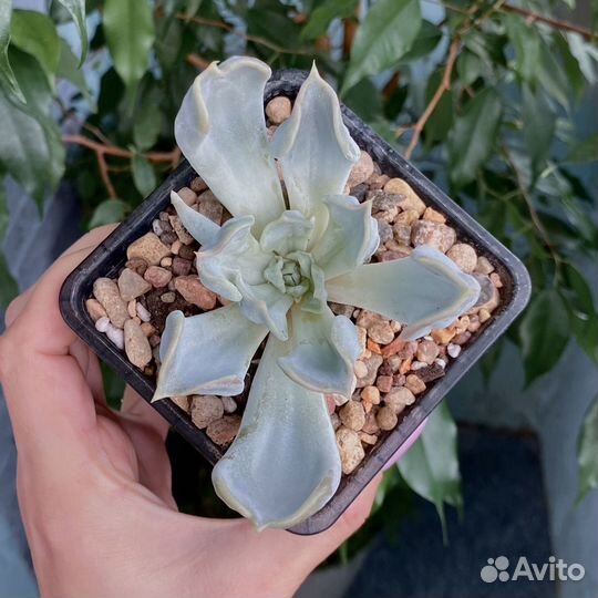 Эхеверии, суккуленты