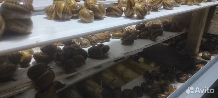 Улитка Хеликс Асперса Максима