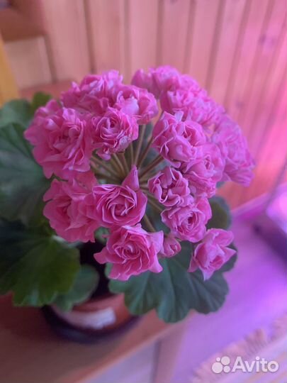 Пеларгония герань