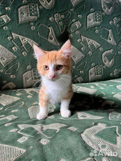 Малыш котенок