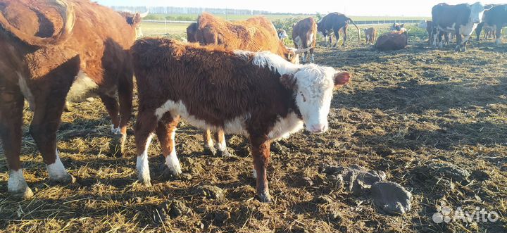 Коровы, бык, тёлки, телята породы герефорд