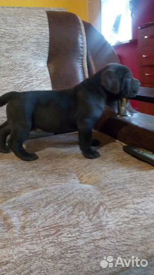 Неотразимые