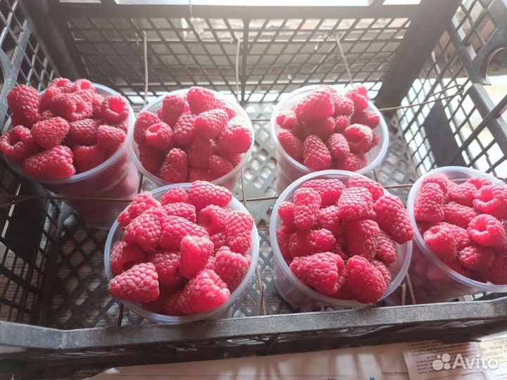 Саженцы Летняя малина Пшехиба