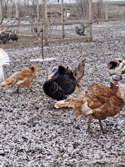 Индюшата, икубационное яйцо индюков