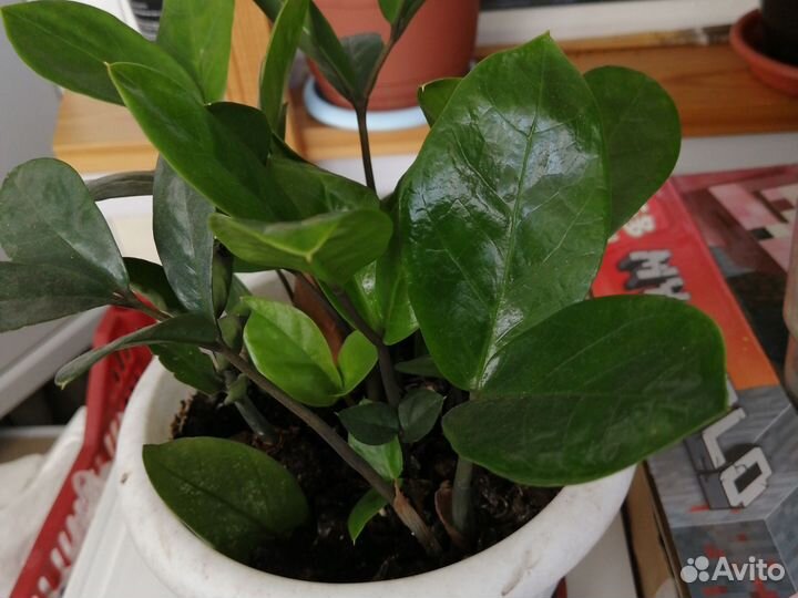 Комнатные цветы разные от 50р