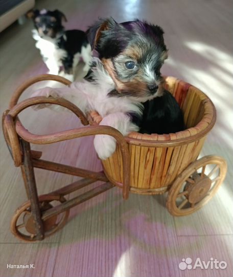 Щенки бивер йорка