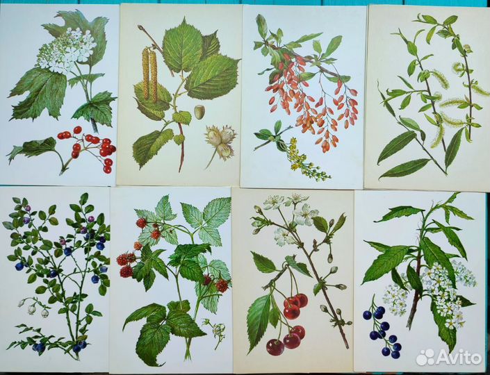 Винтажные ботанические открытки