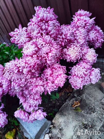 Хризантемы