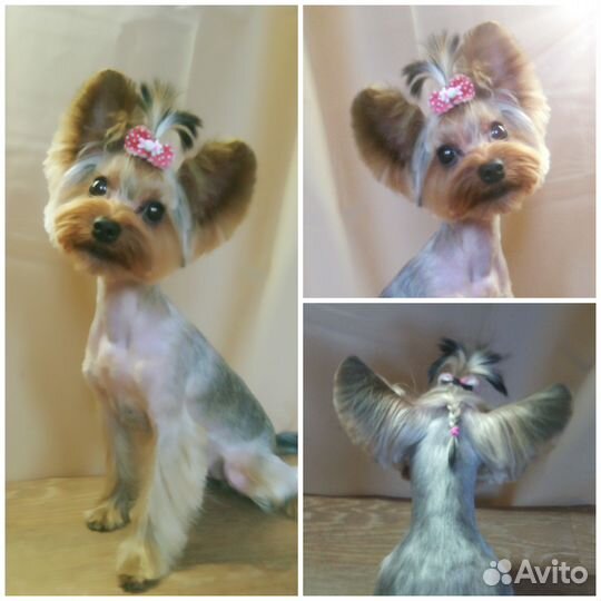 Парикмахер для собак и кошек, Астрахань