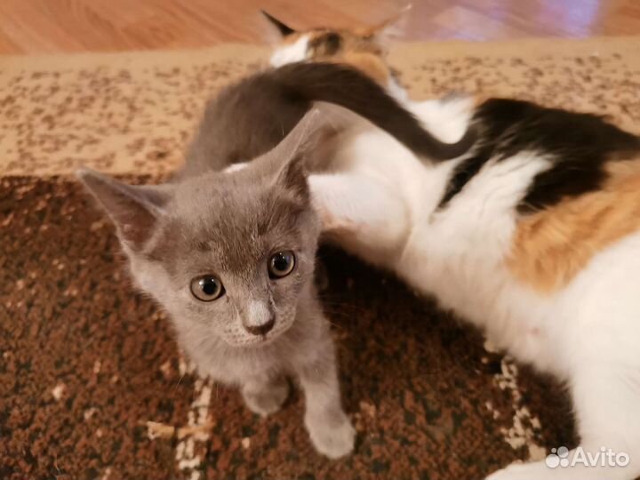 Котята в добрые руки бесплатно