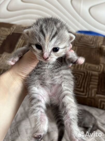 Британские котята
