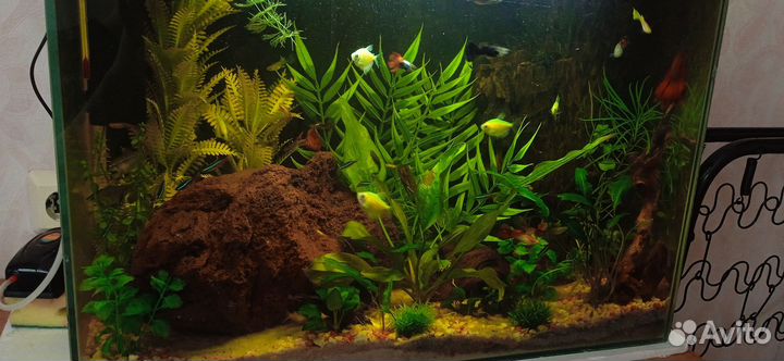 Готовый аквариум