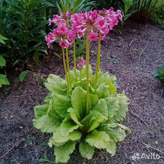 Примула розовая