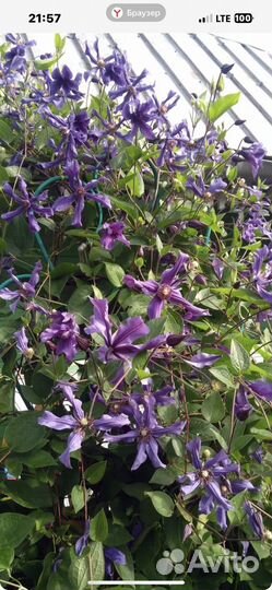 Клематис Интегрифолия 