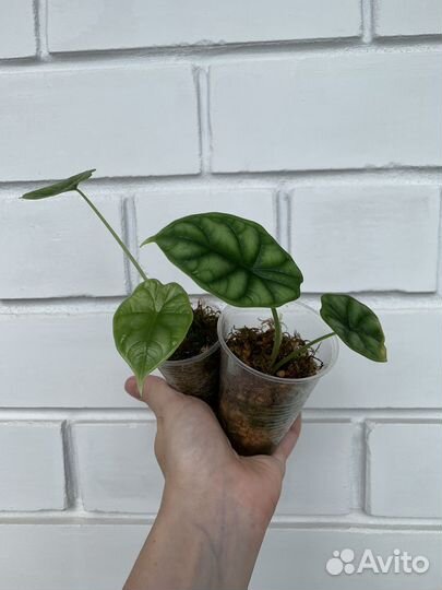 Алоказия шкура дракона