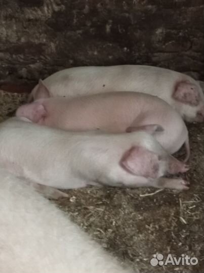 Продам поросят