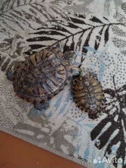 Красноухая черепаха