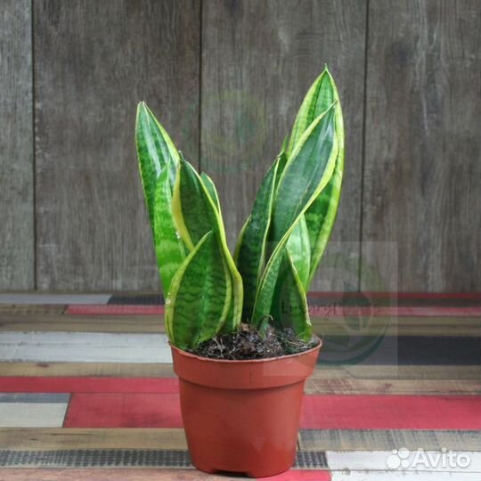 Сансевиерия Лауренти 30/12