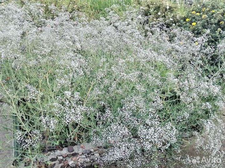 Гипсофила метельчатая саженцы