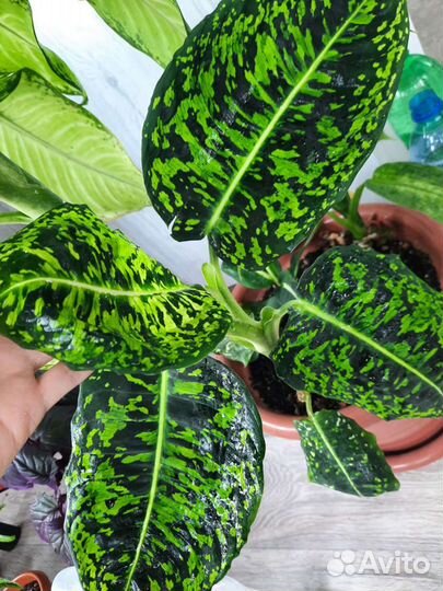 Диффенбахия,шефлера,хатиора,гинура,фикус