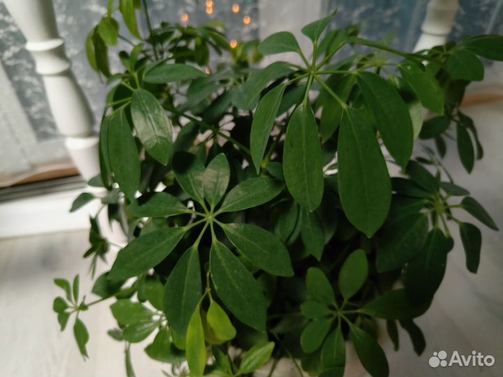 Цветы со стойкой и с горшками