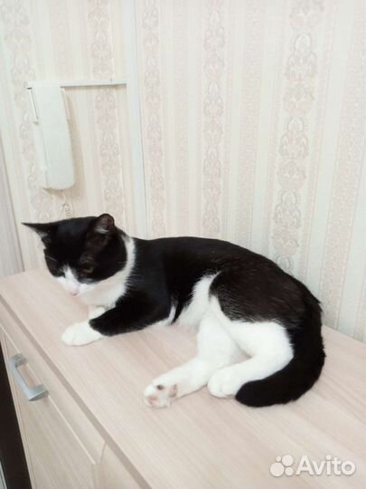 Кошка
