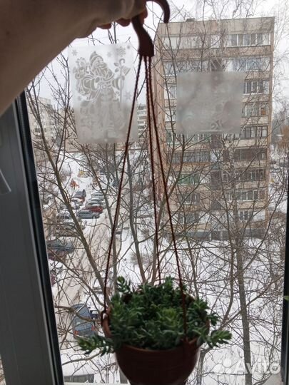 Очиток моргана