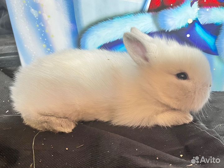 Декоративные кролики