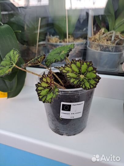 Маленька тигровая бегония