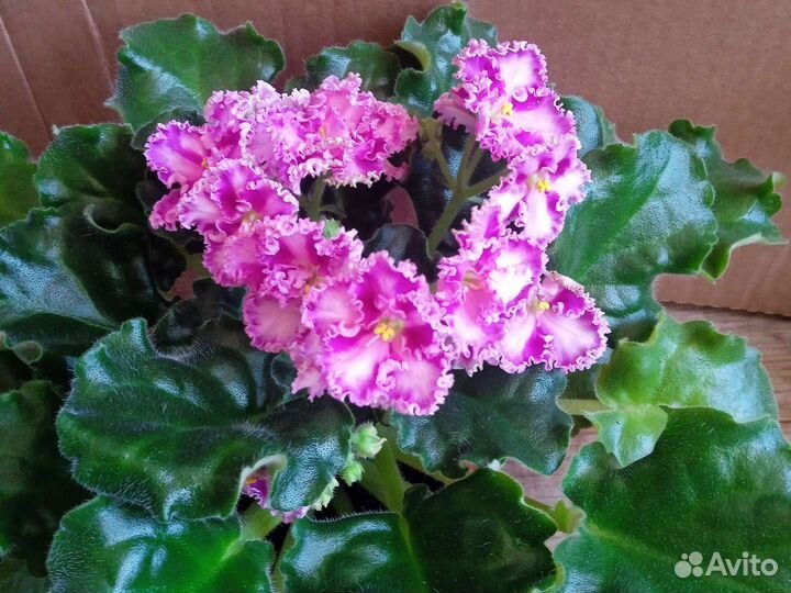 Глоксиния и другое