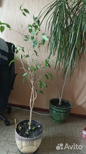 Комнатные цветы