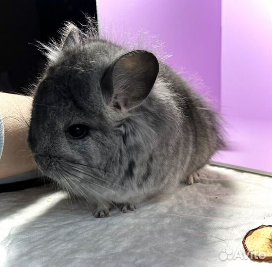 Шиншилла мальчик Стандарт кпа носитель ангоры