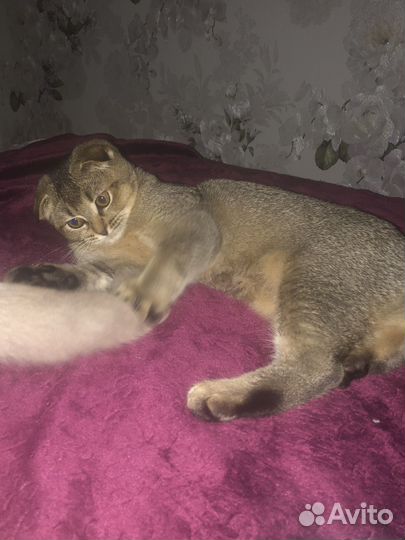 Шотландская кошка