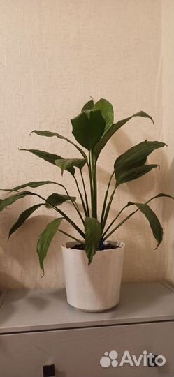 Спатифиллум