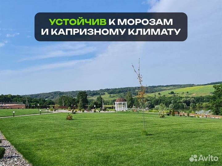 Рулонный газон Универсальный. От производителя