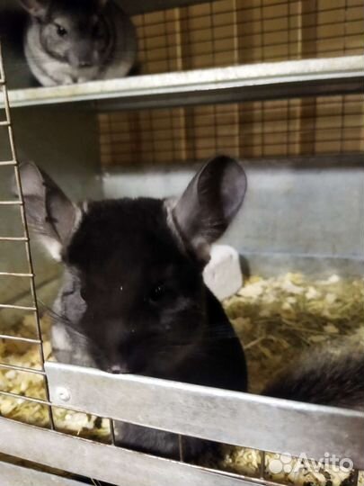 Ферма Шиншилл