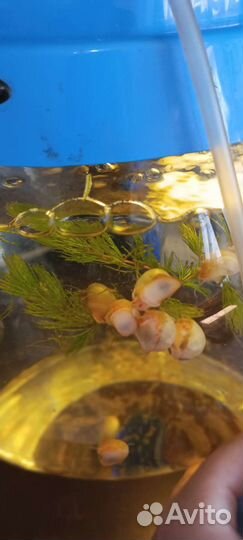 Улитки аквариумные ампулярии