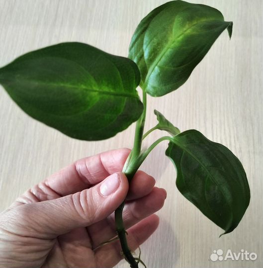 Диффенбахия камилла