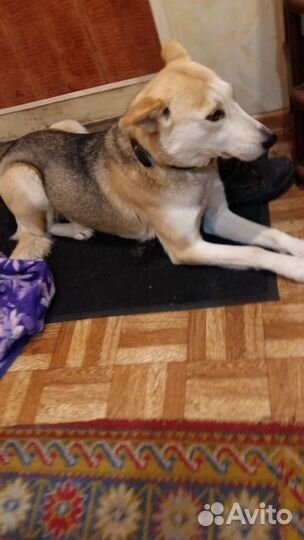 В самые добрые руки